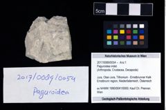 Foto (Objekt + Etikett) von Paguroidea indet.  (NHMW-GEO-2017-0089-0054)
